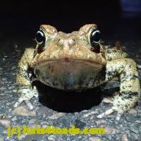 /home//u458753944/public_html/sourcegallery///////////////////////////////////Roxborough Toad Detour/2013-2019/2018/2018-04-28/P4280002.JPG